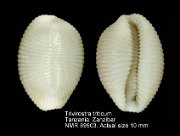 Trivirostra triticum